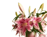 Цветы Лилии