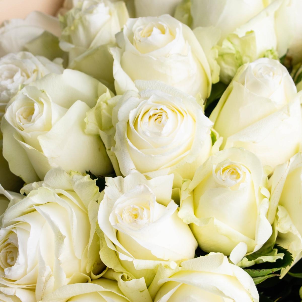 Розы 40 см Белые из Эквадора