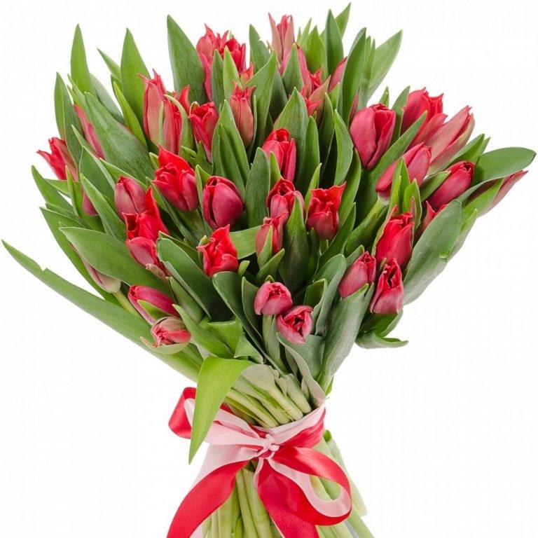 Красные тюльпаны 25 шт код: 147900